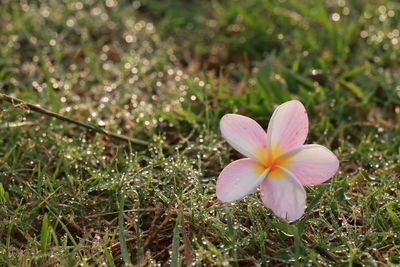 Close-up of pink flower on field