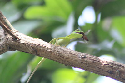 Close-up of bird perching on branch