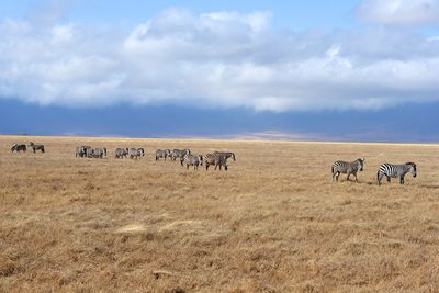 View of horses in the field