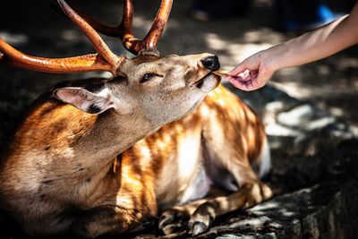 Cropped hand feeding stag resting at zoo
