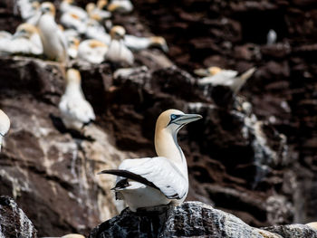 Close-up of a bird on rock