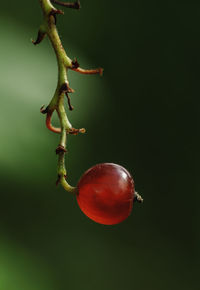 Close-up of red berries on plant against green background