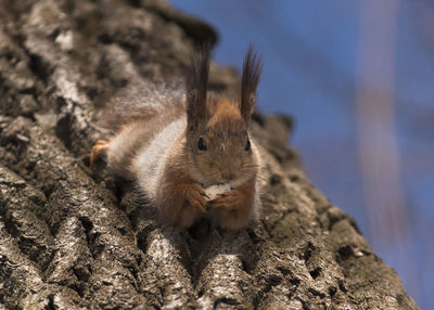 Close-up of squirrel on tree trunk