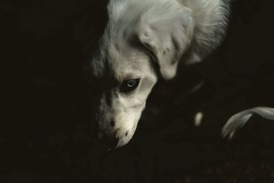 Close-up portrait of a dog