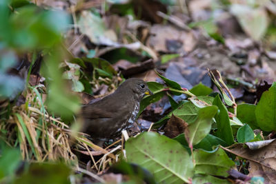 Bird on branch