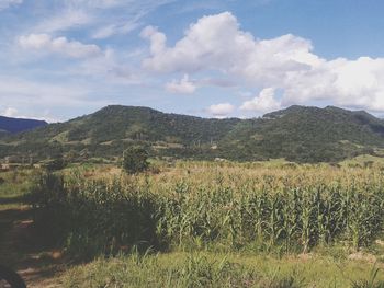 Scenic view of field against sky