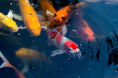 High angle view of koi carps swimming in pond