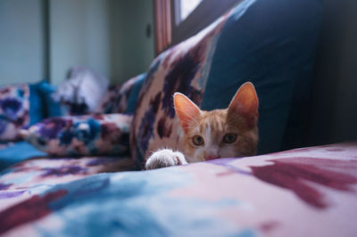 Portrait of cat lying on bed at home