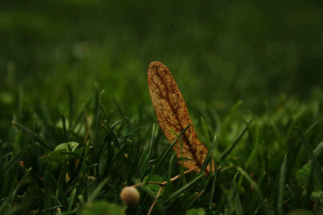 CLOSE UP OF GRASS