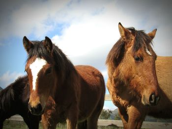 Close-up of horses standing on field against sky