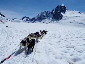 View of huskies on glacier by snow covered mountain