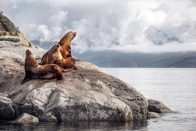 View of turtle on rock by sea against sky
