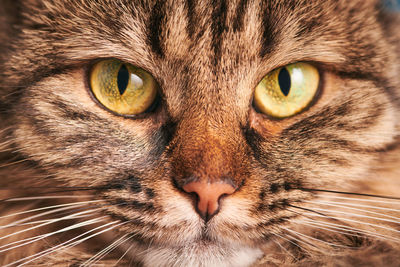 Portrait of tabby cat with yellow big eyes and pink nose. adorable cat eyes, cat face macro