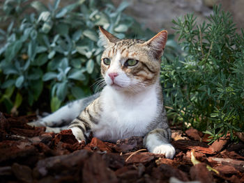 Portrait of a cat on field