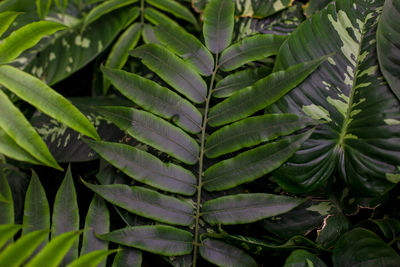 Full frame shot of leaves