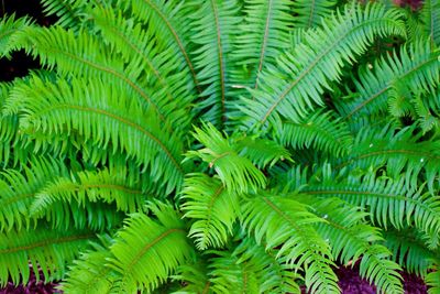 High angle view of fern growing in garden