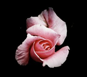 Close-up of pink rose against black background