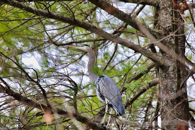 Low angle view of bird perching on tree in forest