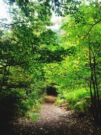 Trees in forest