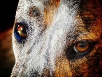 Close-up portrait of dog