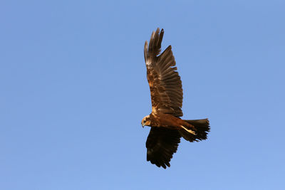 Low angle view of eagle flying against clear blue sky