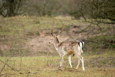 Deer in a grass