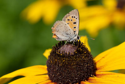 Butterfly pollinating on yellow flower