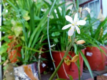 Close-up of white flowers