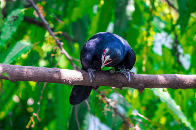 Close-up of bird perching on tree