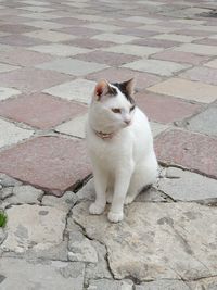 High angle view of cat sitting on footpath