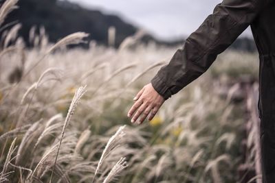Cropped image of hand touching plants on field