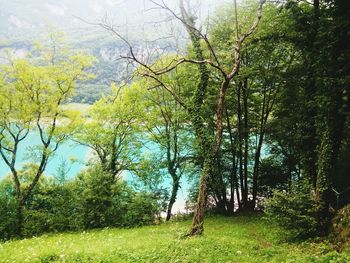 Trees in forest