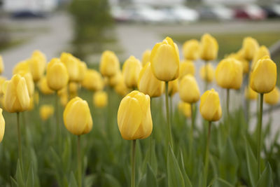 Close-up of yellow flowering plants on field