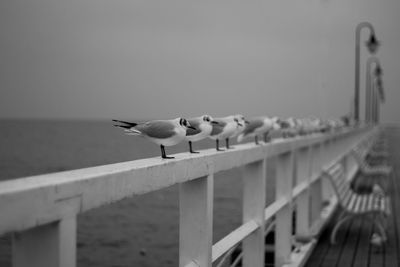 Seagull perching on railing against sea