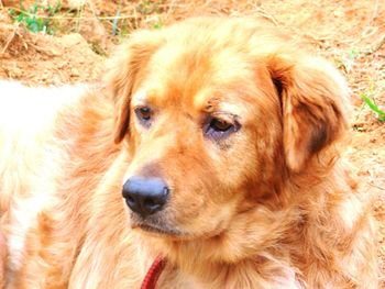 Close-up portrait of a dog