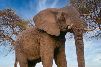 Close-up of elephant