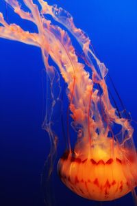 Close-up of orange jellyfish undersea