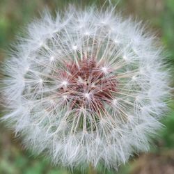 Close-up of dandelion