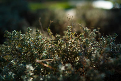 Close-up of frozen plant on land