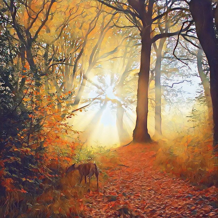 DOG IN AUTUMN FOREST