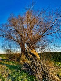 Bare tree on field against blue sky