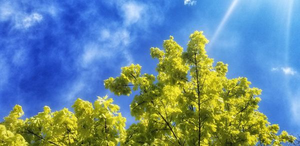 Low angle view of trees against blue sky