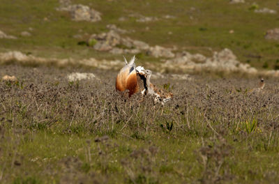 View of an animal on land
