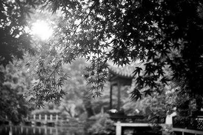 Trees against sky