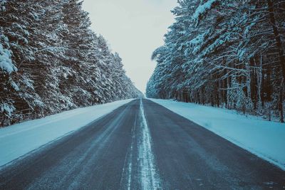 Road along trees