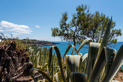 Plants by sea against sky