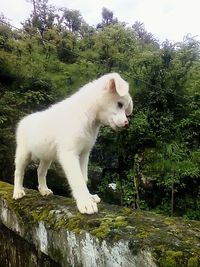 Close-up of white puppy