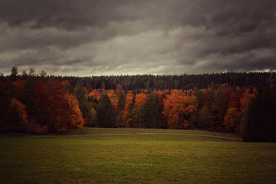 Scenic view of trees on field against sky