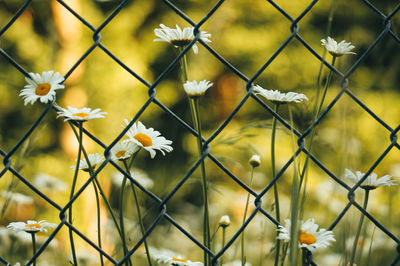 Close-up of flowers