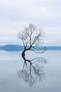 Bare tree in lake against sky